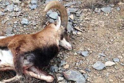 یک رأس قوچ وحشی در حاجیآباد کشف و ضبط شد