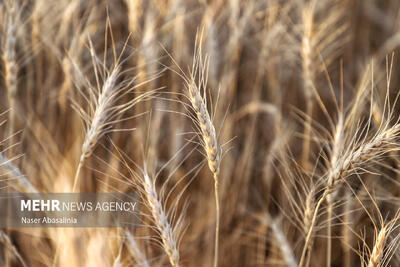  خرید ۲.۸۷ میلیون تنی گندم توسط شبکه تعاونی‌های روستایی