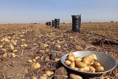 صادرات سیبزمینی تا پایان سال ممنوع است