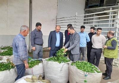  کارخانه‌های چای‌سازی لنگرود 86 درصد سهم خود را پرداخت کردند - تسنیم