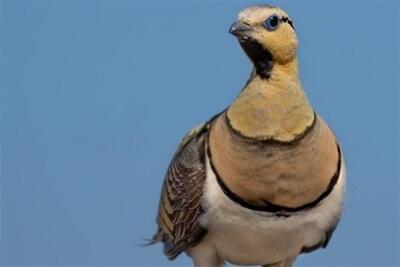  محکومیت شکارچیان غیرمجاز در خواف به حبس، شلاق و جزای نقدی - تسنیم