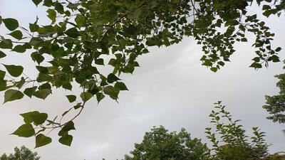  تداوم استقرار توده هوای گرم و مرطوب در گیلان