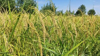 پیش بینی افزایش ۱۰ درصدی تولید برنج در گیلان