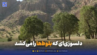 دلسوزیای که بلوطها را میکشد