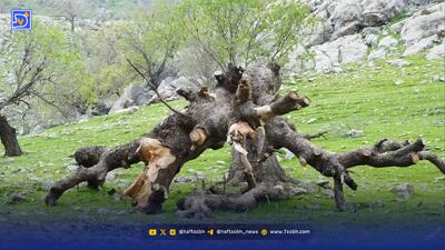  دوستی خاله خرسه با بلوط‌ها