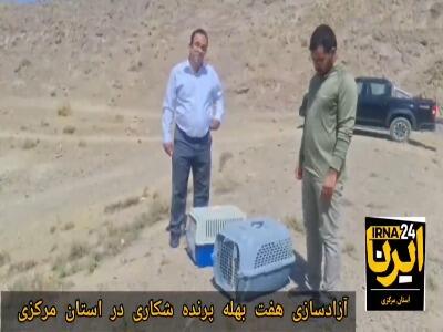  هفت بهله پرنده شکاری در استان مرکزی به چرخه طبیعت بازگشتند