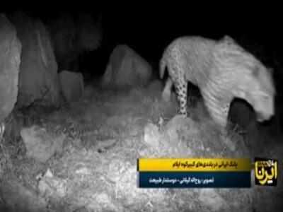 تصاویری کمنظیر از پلنگ ایرانی در بلندیهای کبیرکوه ایلام