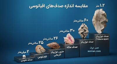 تنوع شگفت انگیز صدف های دریا (اینفوگرافیک)