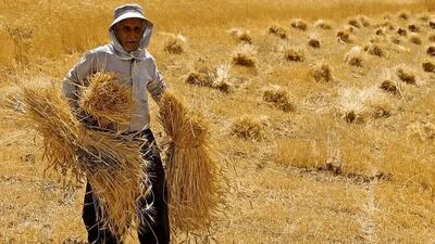 مجلس پیگیر پرداخت مطالبات گندمکاران است