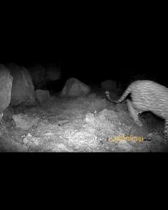 تصاویری کمنظیر از پلنگ ایرانی در بلندیهای کبیرکوه ایلام