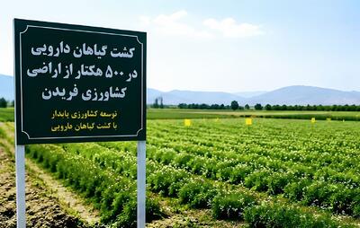  کشت گیاهان دارویی در ۵۰۰ هکتار از اراضی کشاورزی فریدن