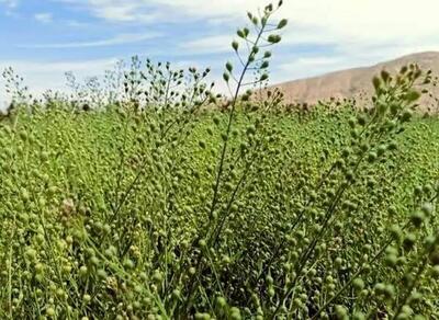 کاملینا در فارس با افزایش ۵برابری تولید، رتبه سوم کشور شد