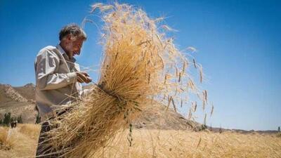 نرخ مصوب گندم صنف و صنعت ۵۳ هزار تومان تعیین شد