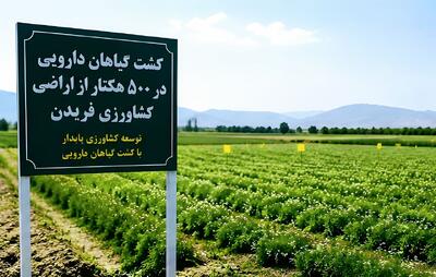  کشت گیاهان دارویی در ۵۰۰ هکتار از اراضی کشاورزی فریدن