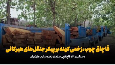 فیلم/ قاچاق چوب زخم کهنه بر پیکر جنگلهای هیرکانی