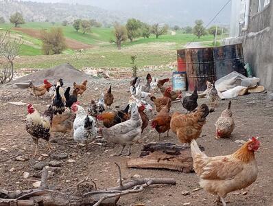 آغاز طرح «زنان نوآور - روستای بهرهور» در درهشهر