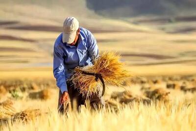  خرید ۳۵ هزار تن گندم از کشاورزان سیستان و بلوچستانی