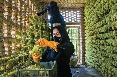 مسیر صادرات محصولات باغی به بازارهای جهانی بازگشایی شد