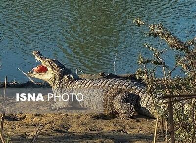  حمله تمساح به یک کودک در رودخانه سرباز تکذیب شد