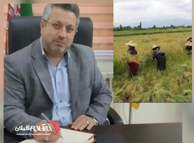  مدیر جهاد کشاورزی شهرستان آستانه‌اشرفیه: برداشت شلتوک برنج از شالیزارهای آستانه‌اشرفیه آغاز شد