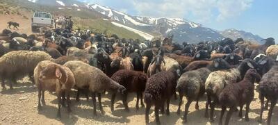 برخورد قاطع با چرای غیرمجاز دام در ولایترود کرج/ جلوگیری از خسارت ۵۰ میلیارد ریالی به مراتع