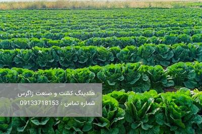 خرید کاهو آیسبرگ صادراتی - تسنیم