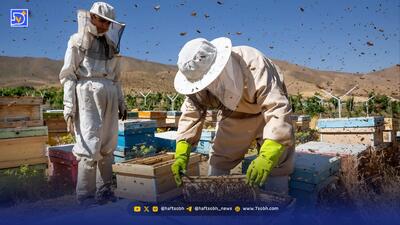  قصه سخت مردان کندو | شغل کوچ‌نشین‌های زنبوردار