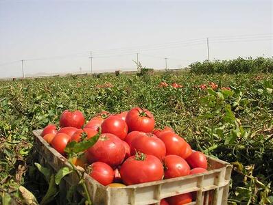  آغاز کشت گوجه‌فرنگی در ۱۲۰ هکتار از اراضی بخش کورین زاهدان