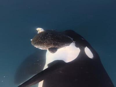 لحظه کمنظیر شکار لاکپشت دریایی توسط نهنگ قاتل