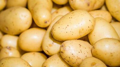 صادرات سیب زمینی تا پایان سال ممنوع است