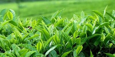  فراخوان دومین جشنـواره ملی رسانه ای چای