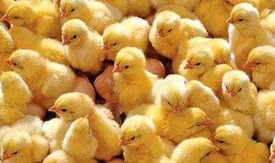 عبور جوجهریزی در واحدهای مرغداری استان تهران از مرز یک میلیون قطعه