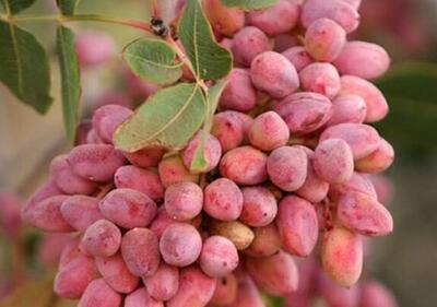 سارقان باغات پسته در دامغان دستگیر شدند