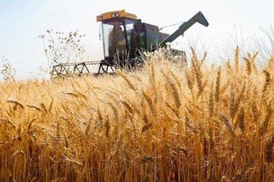 خبر خوش برای گندمکاران؛ واریز ۵۰ همتی در راه است