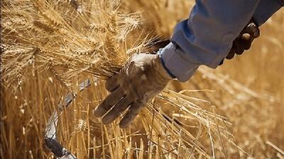  پرداخت مطالبات گندمکاران به کجا رسید؟