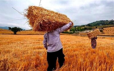 جدیدترین خبر از پرداخت مطالبات گندمکاران