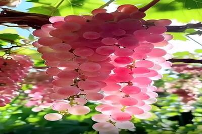 کشاورزی نوین؛ انگور پرورش دادن با پوست صورتی و براق دلت میخواد جای جواهر آویزونش کنی