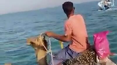 سفر ساربانهای ایران به جزیره لارک با شتر شناگر!