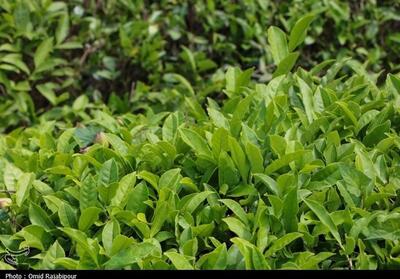  فراخوان دومین جشنواره ملی رسانه‌ای چای منتشر شد - تسنیم