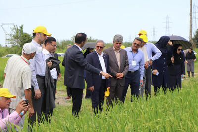 رونمایی از ۲ رقم جدید برنج «تیتی» و «کویر» در گیلان؛ گام تازه برای افزایش تولید برنج / دو رقم جدید برنج «تیتی» و «کویر» در گیلان معرفی شدند؛ تحول در کشت ارقام بومی / رونمایی از ارقام جدید برنج «تیتی» و «کویر»؛ دستاورد تازه پژوهشگران کشاورزی در گیلان