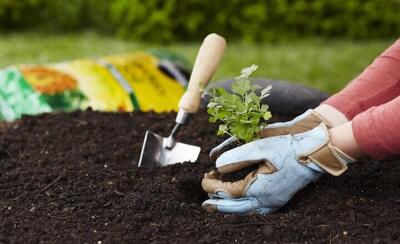  برای تزیین خانه از این گیاهان زینتی نخرید!