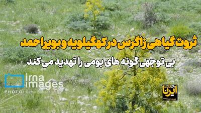  فیلم| ثروت گیاهی زاگرس در کهگیلویه وبویراحمد،  گنجینه‌ای رو به نابودی