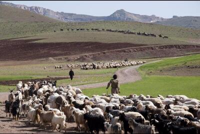  اداره کل عشایر به تنهایی پاسخگوی مشکلات عشایر نیست/ دستگاه‌ها به تکالیف خود عمل نمی‌کنند