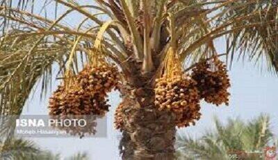 سیستان و بلوچستان با ۷۵ هزار هکتار نخلستان، قطب مهم تولید خرمای کشور