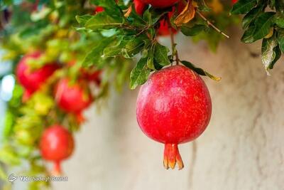 عملیات نوسازی و اصلاح ساختاری درختان در شهرستان اشکذر