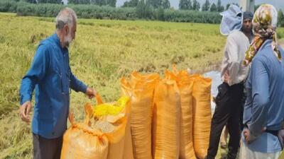 بهرهبرداری از محصول برنج در طرح مزارع الگوی ۳۰ هکتاری در میاندورود