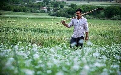  پیش‌بینی برداشت بیش از ۱۳ هزار و ۴۴۶ تن گشنیز از سطح مزارع همدان