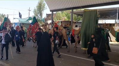 قدمهایی که در مسیر دلدادگی امام حسین (ع) راهی کربلا شد+ فیلم