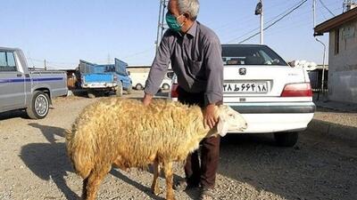  بازار دام زنده امروز ۹ مرداد ۱۴۰۵ | گوساله کیلویی ۵۳۰ هزار تومان شد؛ نوسان جزئی قیمت گوسفند و گوساله در استان‌ها / جدیدترین نرخ‌های دام زنده امروز ۹ مرداد؛ میانگین کشوری گوساله ۵۳۰ هزار تومان و گوسفند ۶۶۳ هزار تومان + جدول نرخ‌ های استانی | اندیشه قرن