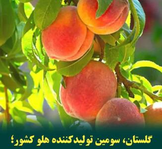  گلستان سومین تولیدکننده هلو در کشور شد